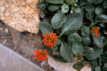 Bright orange flowers blooming in a garden setting with green leaves