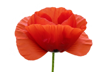 Isolated Red Poppy Flower Bloom Transparent Background Illustration