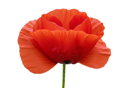 Isolated Red Poppy Flower Bloom Transparent Background Illustration - Powered by Adobe