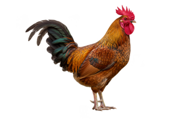 Isolated Rooster Full Length Domestic Bird Poultry Animal