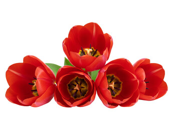 Isolated Red Tulips Floral Blooms Transparent Background Cutout