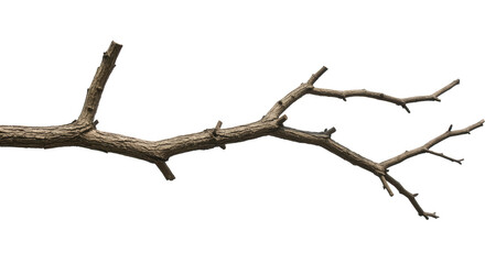 Isolated Tree Branch On Transparent Background Perfect For Design