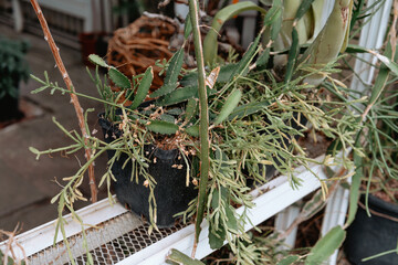 Succulent plants thrive in well-maintained greenhouse during sunny afternoon