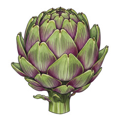Fototapeta premium Isolated Transparent Background of Green Globe Artichoke Healthy Eating