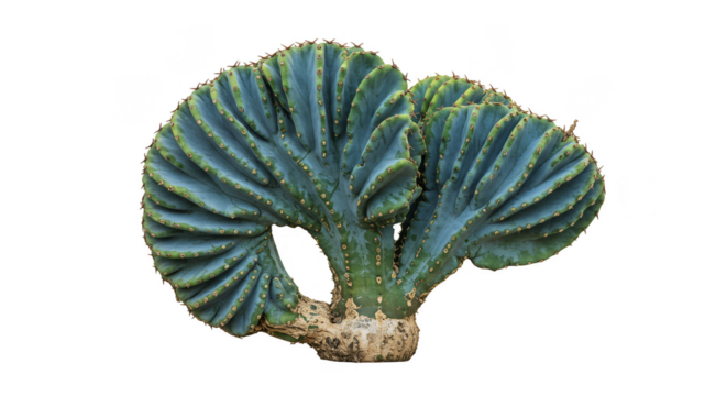 Isolated Transparent Cactus Plant Detailed Nature Botany Element Design