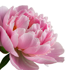 Isolated Pink Peony Bloom Transparent Background Blossom Floral Cutout