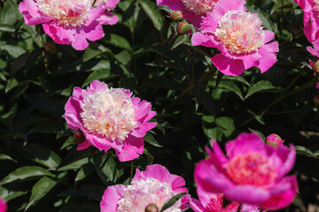 Blooming peonies in vibrant shades of pink in a sunny garden setting