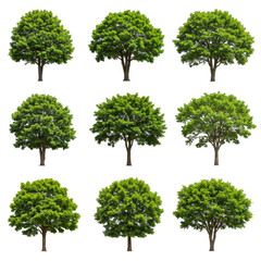 Isolated Tree Collection Green Nature Forest Plant Transparent Background