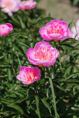 Bright pink peonies bloom in spring garden showcasing vibrant floral beauty