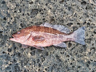 磯で釣れた新鮮なオオモンハタ