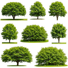 Isolated Trees Illustration Lush Green Canopy Foliage Transparent
