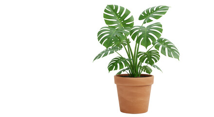 Isolated Transparent Green Monstera Plant Pot Tropical Houseplant Decoration