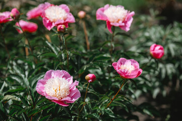 Beautiful peonies blooming in a vibrant garden during sunny spring day