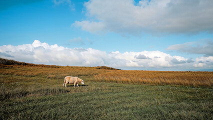 Obraz premium Sheep grazing in lush irish meadow at dusk