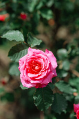 Bright pink rose blooming among lush green leaves in outdoor garden setting