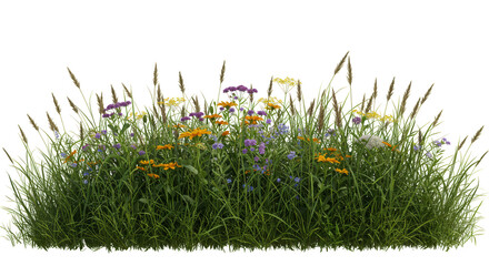 Isolated Wildflowers Plants Transparent Background Floral Summer Field