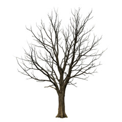 Isolated Winter Tree Silhouette on Transparent Background PNG