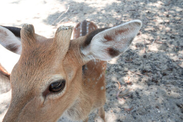 Close-up of a young Sika Deer with spotted coat in a natural setting, ideal for wildlife and nature...