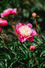 Bright pink peony blossoms shining in the sunlight during spring season
