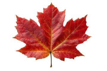 Vibrant red maple leaf with detailed veins isolated on transparent background