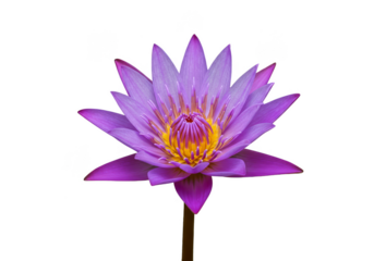 Purple Lotus Flower Isolated Bloom Transparent Background Floral Lily