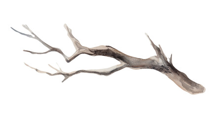 Watercolor illustration of a bare tree branch on white