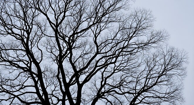 Silhouette of Leafless Branches Against a Pale Sky