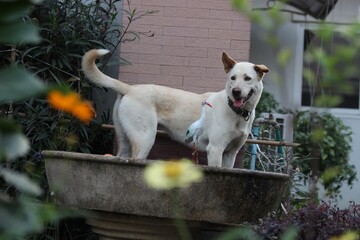 Adopted stray dog enjoying garden fountain moments with playful curiosity and natural charm

