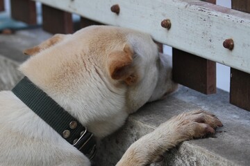 Adopted stray dog enjoying garden fountain moments with playful curiosity and natural charm

