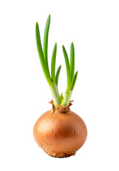 Sprouted Onion Bulb with Green Shoots Isolated Transparent Background