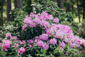 Bright pink rhododendron flowers blooming in a lush garden during springtime