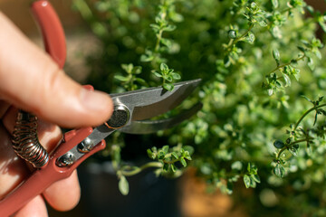 Hands of woman cutting thyme leaves with scissors at home