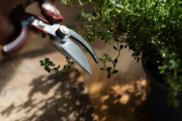 A view of fresh aromatic herbs thyme with scissors on a wooden table with copy space