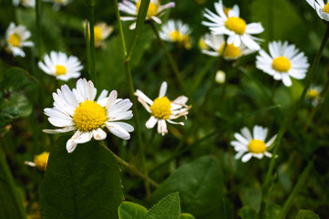 Macro close-up of blooming white chamomile flowers with yellow centers in green meadow. Natural...