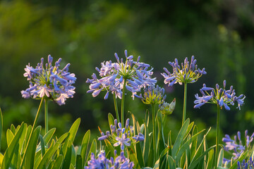 Blue agapanthus or African lily of nile flower is blooming in summer season for ornamental garden