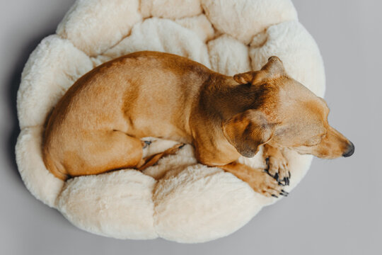 Top view of dachshund curled up on plush dog bed for sleep, relaxation and pet care concept