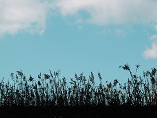 植物と空の背景素材