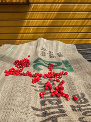 wild strawberries lying on a jute sack to dry