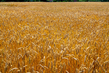 Agricultural culture, golden wheat field