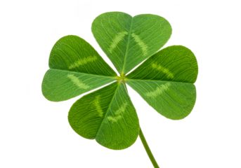 Isolated Four Leaf Clover Shamrock Green Luck Symbol PNG Background