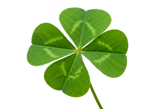 Isolated Four Leaf Clover Shamrock Green Luck Symbol PNG Background - Powered by Adobe