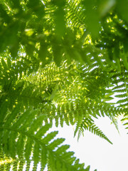 Beautiful green fern against the sun