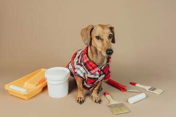Dachshund in plaid shirt facing camera with painting tools, concept interior decor and diy dog...