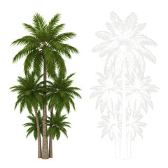 Tropical Palm Tree Silhouette Illustration Isolated on Transparent Background