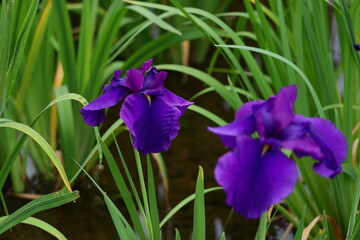 凛として優雅に咲く