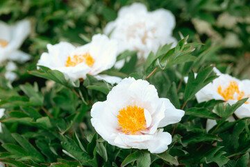 Blooming white flowers in a vibrant garden during spring season