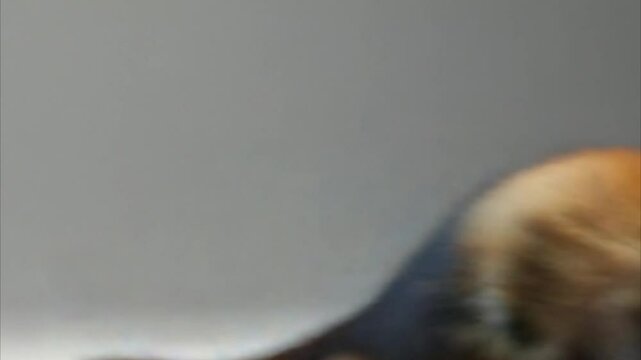 Ferret cute 4K Video