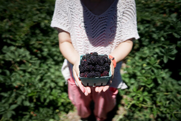 ブラックベリー、フルーツ狩りを楽しむ