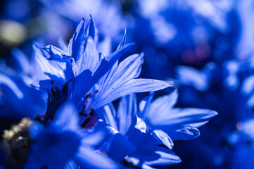 Vibrant blue cornflowers in full bloom, close-up. Macro view reveals delicate petals and rich hues,...