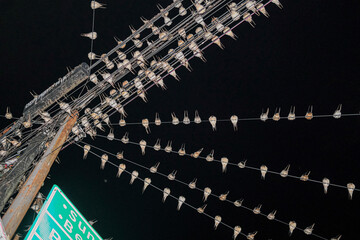 A chaotic web of power lines packed with resting birds under the night sky, forming a surreal pattern of feathers and wires above the quiet street.
